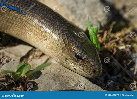 Slow Worm Macro Photo Male Stock Photo Image Of Side Reptilian