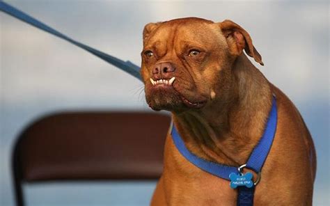 Worlds Ugliest Dogs Telegraph