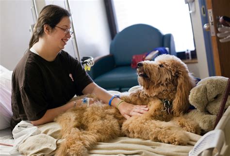 29 Pictures That Reveal The Awesome Comforting Power Of Therapy Dogs