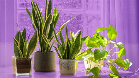 Plant Styling Is An Art—heres How To Do It Yourself According To A