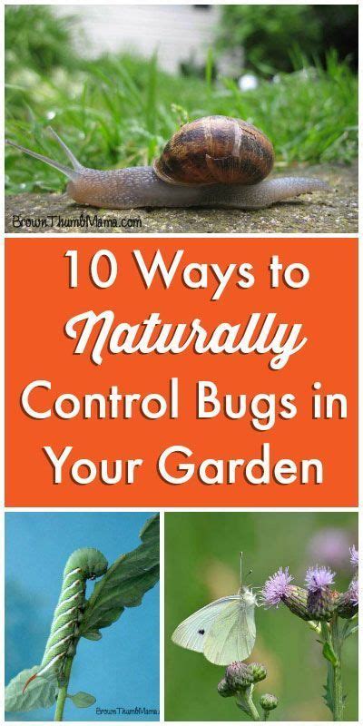 Killing off soil gnats is really not very difficult, and thankfully, you don't need here's how to naturally treat your houseplants and get rid of gnats in the soil. Natural Ways to Get Rid of Bugs in Your Garden | Garden pests, Garden pest control, Gardening tips