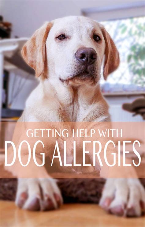 Common Allergies In Labrador Retrievers And Their Cures