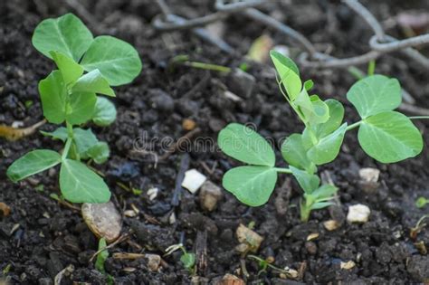 Sugar Snap Peas Starting To Grow In Garden Stock Photo Image Of Snap