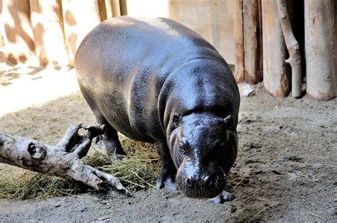 Nutrition At The Toronto Zoo With The Pygmy Hippos And Polar Bears