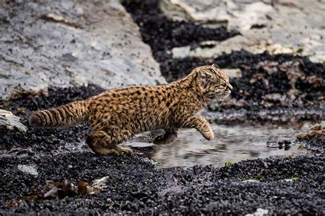 Histórico Reportan Registro De Gato Güiña Leopardus Guigna En