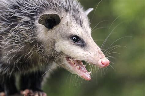 A Closer Look At The Opossum Dugas Pest Control