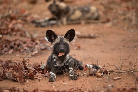 African Wild Dog Pups