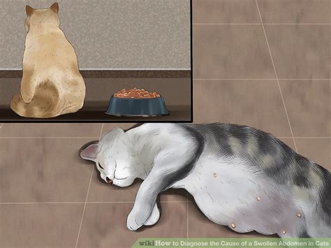 Check spelling or type a new query. How to Diagnose the Cause of a Swollen Abdomen in Cats: 10 ...