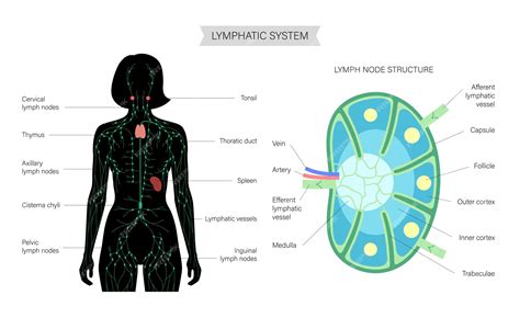 Anatomie Des Ganglions Lymphatiques Vecteur Premium