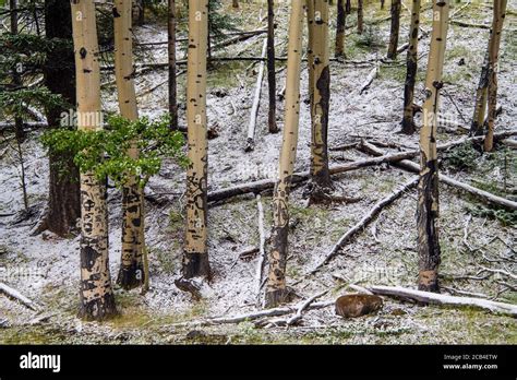 Fresh Snow On Understory Shrubs In A Lodgepole Pine Forest Banff