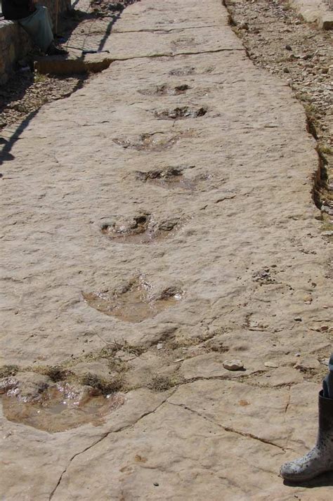 First Dinosaur Footprints Found On Arabian Peninsula Live Science