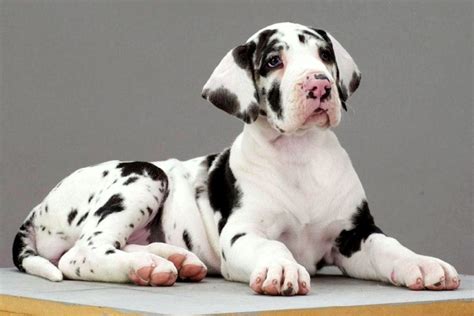 Harlequin Great Dane Puppies | Adorable Puppy, black and white, great dane, harlequin markings