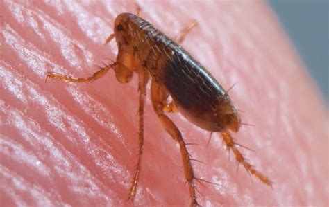 Eliminate Fleas For Good Effective Control Methods For Homes In