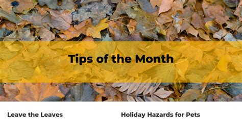 Tips Of The Month Municipal Scene November 2021