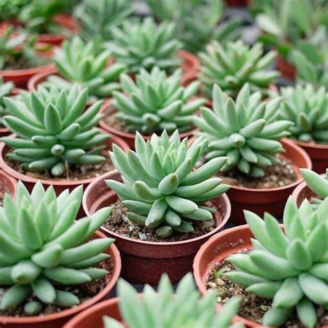 3 Ways To Identify Your Succulents Succulents Network Succulents