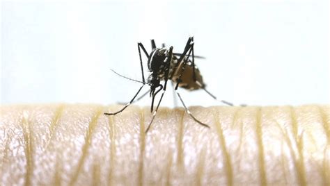 What You Need To Know About The Zika Virus Texas Aandm Today