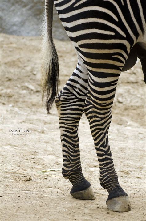 Image Result For Zebra Legs Zebra Zebras African Safari