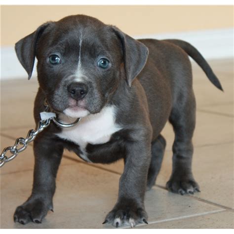 Cute Puppy Dogs Black And White Pitbull Puppies