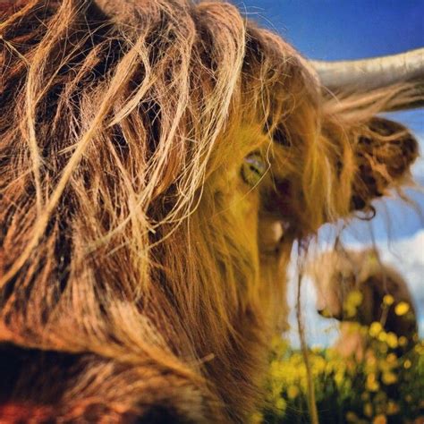 Pin By Emily Murdoch On Highland Cows Hair Styles Highland Cow Beauty