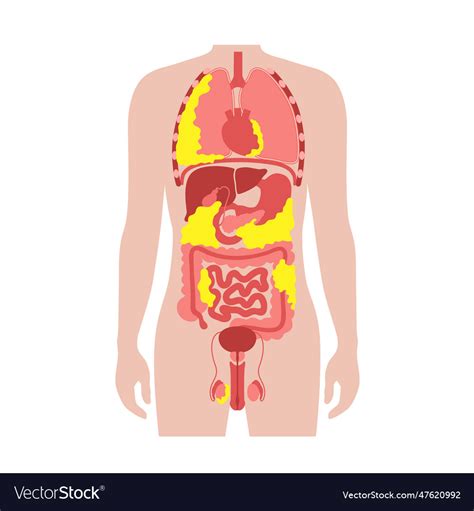 Visceral Fat Diagram Royalty Free Vector Image