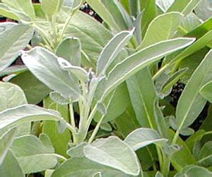Dharba దర్బits definitely not.a sage herb looks more like your pudina plant and what is a sprig of sage? Sage « Medicinal Herb Info