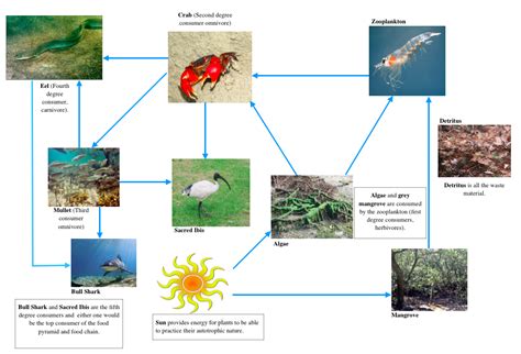 Biotic Factors Badu Mangroves Ecosystem