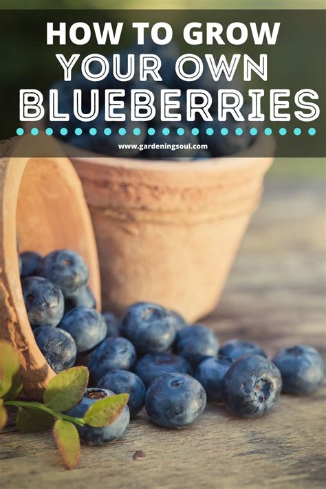 How To Grow Your Own Blueberries