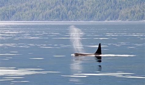 The 5 Best Whale-Watching Spots in Washington