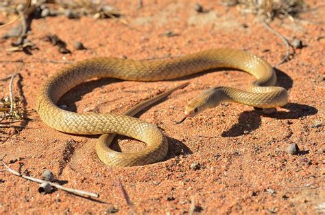 Western Brown Snake Mengdens Brown Snake Pseudonaja Men Flickr