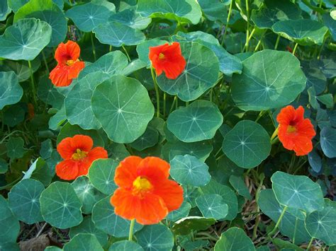 Most you can start from seed, but a few are best purchased from a garden centre. nasturtium | Jewell Nasturtium organic herb plant photo ...