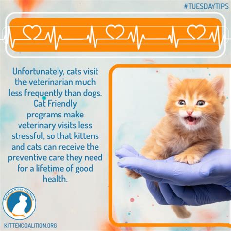The Purrks Of Choosing A Cat Friendly Practice For Veterinary Care