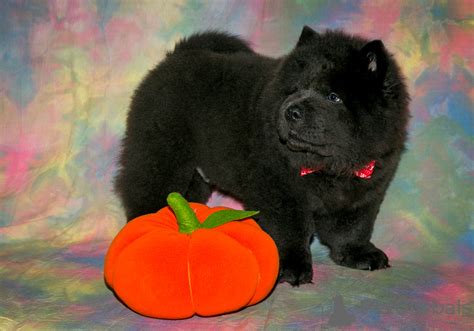 Chow Chow For Sale In The City Of Москва Russian Federation Price