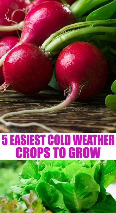 Here Are 5 Easiest Cold Weather Crops To Grow In The Fall Or Spring