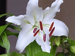 Casablanca Lily Flower Pictures Specs