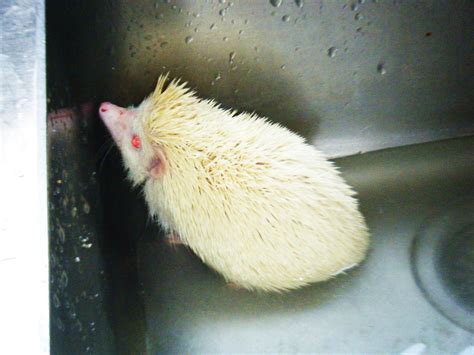 Nw England Male Albino African Pygmy Hedgehog Reptile Forums