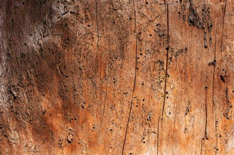 #walltiles #walldesigns #walldecor #homedecor #corkwalltiles #natural. An Old Dried Tree, Eaten By A Bark Beetle, Without An Upper Layer Of Bark Stock Photo - Image of ...