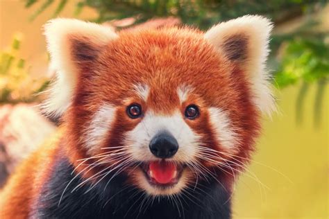 Save The Red Panda Before It Is Too Late