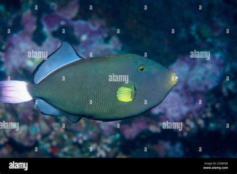 Pinktail Triggerfish Melichthys Vidua Hi Res Stock Photography And
