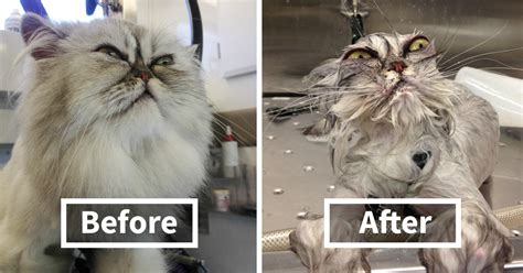 15 Hilarious Animals Before And After A Bath Bored Panda