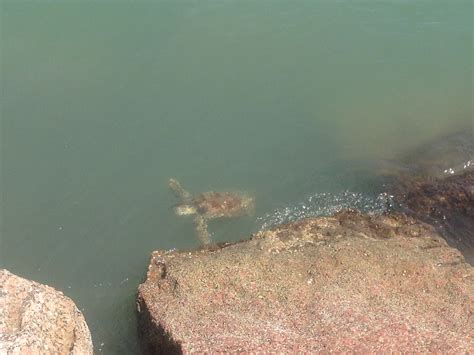 Sea Turtle At Roberts Point Park In Port Aransas Portaransastex Com Port Aransas TX