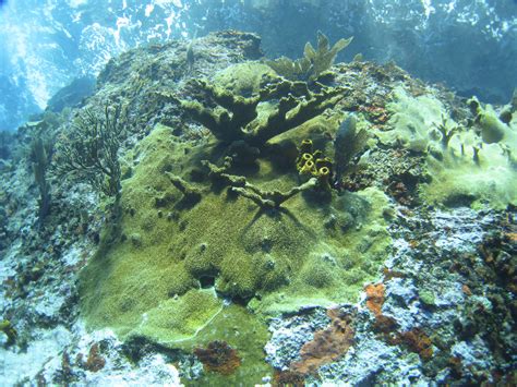 Navassa island is an uninhabited island in the caribbean that is administered by the fish and wildlife service of the department of the interior of the united states of america as a national wildlife refuge. Navassa Island Coral Reef Research: Coral Disease, Reef ...