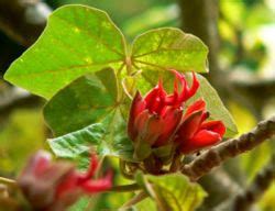 Vida y Salud Natural: Flor de manita