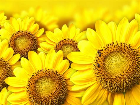 Yellow Sunflower Background
