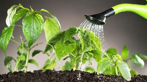 Pouring Water From Watering Can On Young Plants Stock Photo Image Of
