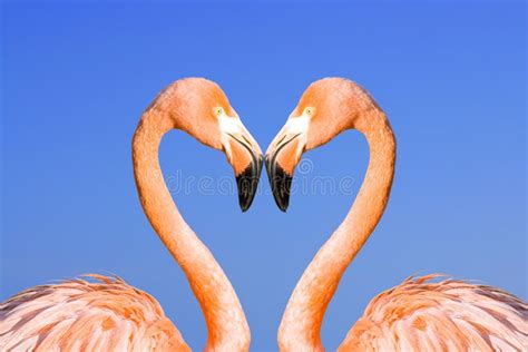 Flamingo Heart Stock Photo Image Of Legs Searching Outdoors 1706822