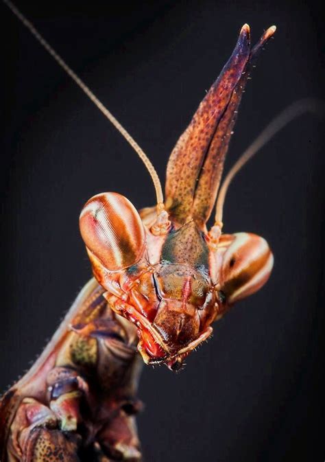 Mantis Looks Like An Alien Praying Mantis Macro