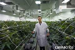 Planet 13 Vegas Menu