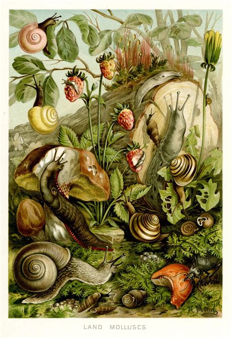 Scientific Illustration Scientific Illustration Botanical Art Illustration Art
