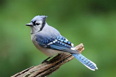 15 Common Types Of Blue Birds Explain And Photos