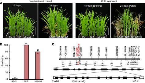 Cold Confers Chilling Tolerance In Rice Cell